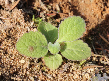 Digitalis_purpurea_191017_CB01.jpg