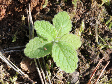 Digitalis_purpurea_191017_CB02.jpg