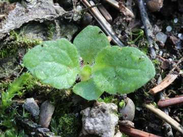 Digitalis_purpurea_191017_CB04.jpg