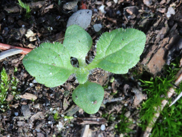 Digitalis_purpurea_191017_CB05.jpg