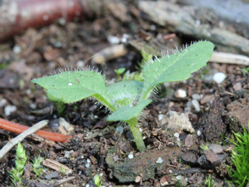 Digitalis_purpurea_191017_CB06.jpg