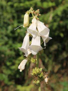 Digitalis_purpurea_220617_CB01.jpg