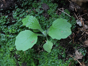 Digitalis_purpurea_Ennepetal_Peddenoede_010918_CB01.jpg