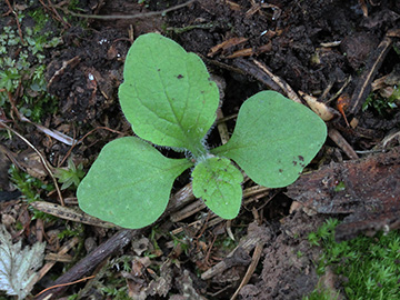 Digitalis_purpurea_Ennepetal_Peddenoede_010918_CB02.jpg