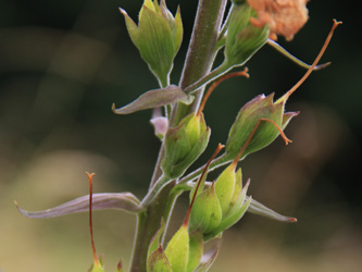 Digitalis_purpurea_Fruechte_MH_160616_CB01.jpg