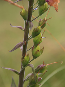 Digitalis_purpurea_Fruechte_MH_160616_CB03.jpg