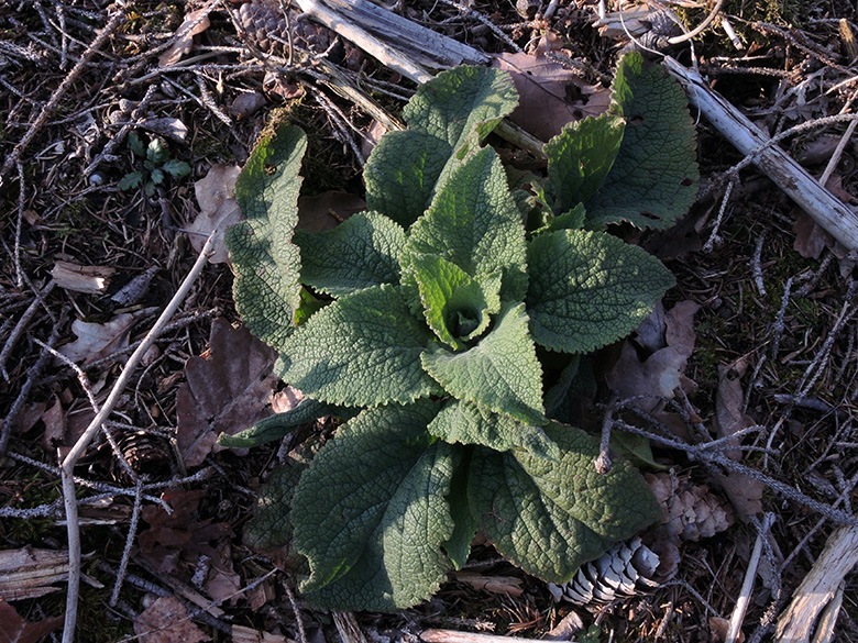 Digitalis_purpurea_Wtter-Grundschoettel_030320_ja03.jpg