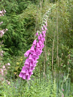 Digitalis_purpurea_ja10.jpg