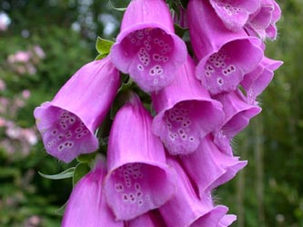 Digitalis_purpurea_ja11.jpg