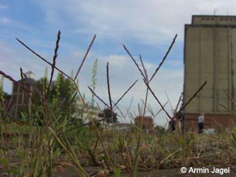 Digitaria_sanguinalis_MagdeburgHafen_ElbeEx2008_ja03.jpg