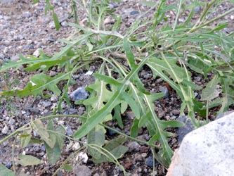 Diplotaxis_tenuifolia_Bochum_Hoentrop_230714_TK01.jpg