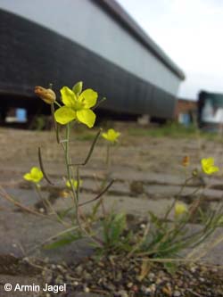 Diplotaxis_tenuifolia_MagdeburgHafen_ElbeEx2008_ja04.jpg