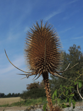 Dipsacus_fullonum_220917_ja01.jpg