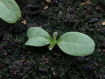 Dipsacus_fullonum_Balkon_Risse_120518_ja02.jpg