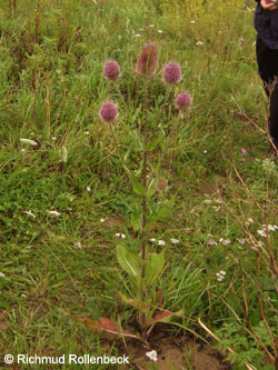 Dipsacus_fullonum_Geotag2011_3954RiRo.jpg