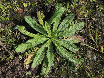 Dipsacus_fullonum_Springorumpark_Brache_180917_ja01.jpg