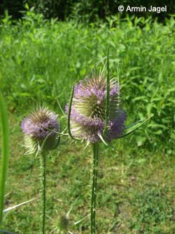 Dipsacus_fullonum_WestparkBochum020808_ja01.jpg