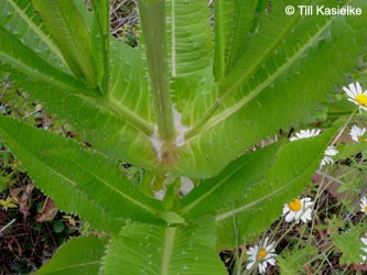 Dipsacus_fullonum_Wtal_Eskesberg_150614_TK01.jpg