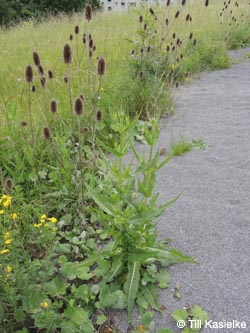 Dipsacus_fullonum_Wtal_Eskesberg_150614_TK03.jpg