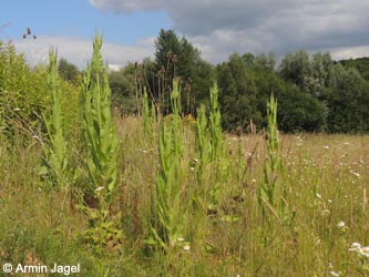 Dipsacus_fullonum_Wtal_Eskesberg_150614_ja03.jpg