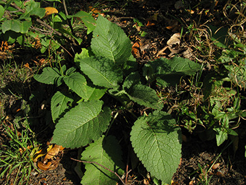 Dipsacus_pilosus_BOLaerholz170909_ja02.jpg