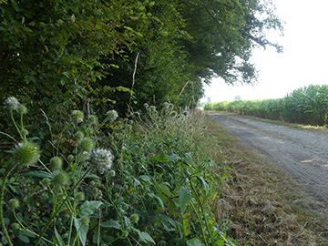 Dipsacus_pilosus_Everswinkel-Wieningen_200718_WHessel01.jpg