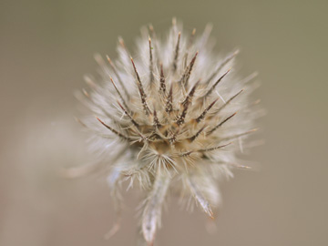 Dipsacus_pilosus_Hamm_HeessenerWald_010114_GBohn.jpg