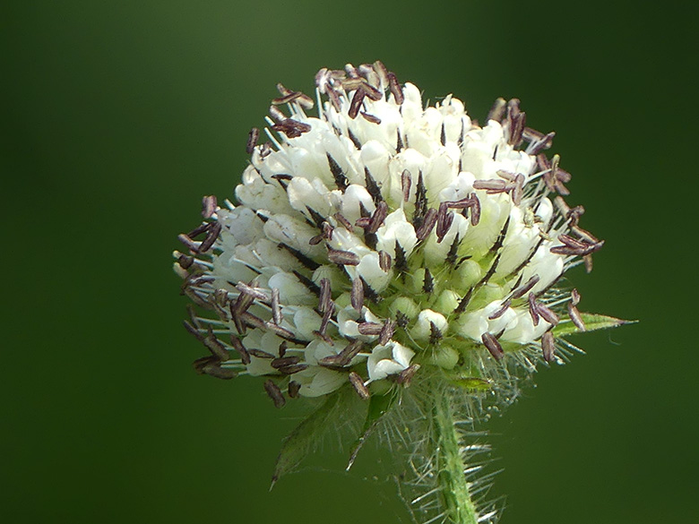 Dipsacus_pilosus_Lippetal_Stockumer_Holz_290719_WHessel01.jpg