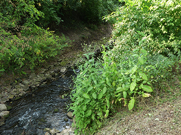 Dipsacus_pilosus_Sendenhorst_Zur%20Angel_Angelufer-Boeschung_200718_WHessel01.jpg