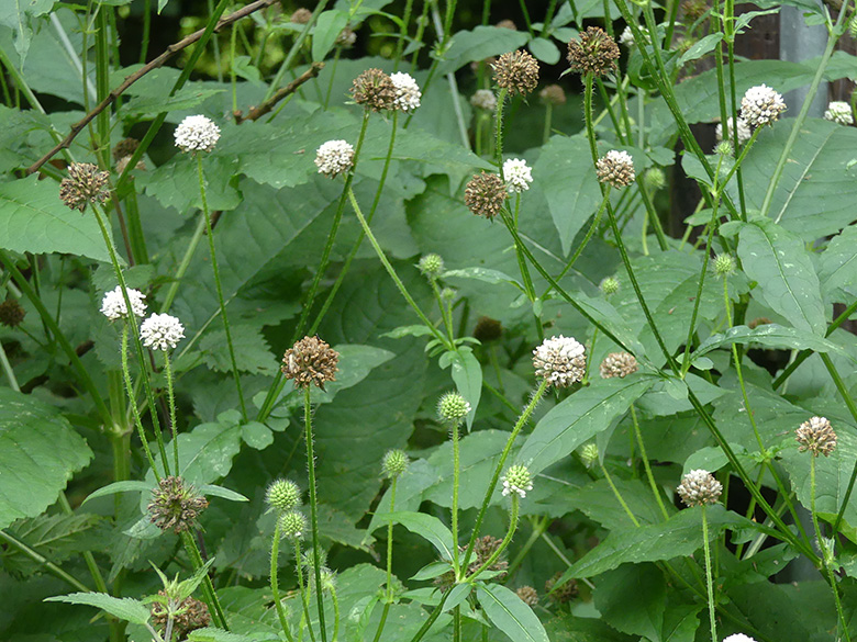 Dipsacus_pilosus_UN-Uelzen-Werl_Schwertlacke_210719_WHessel02.jpg