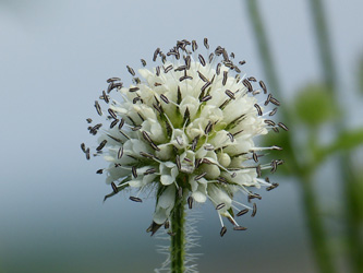 Dipsacus_pilosus_Unna_Luenern_270716_WHessel01.jpg