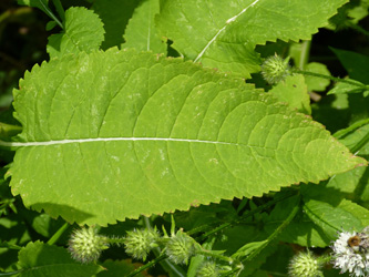 Dipsacus_pilosus_Unna_Luenern_270716_WHessel03.jpg