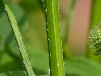 Dipsacus_pilosus_Unna_Luenern_270716_WHessel04.jpg