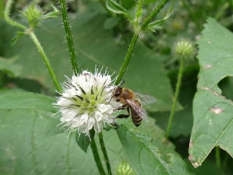 Dipsacus_pilosus_Waltrop_070714_TKalveram01.jpg