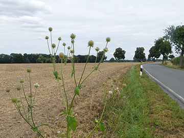 Dipsacus_pilosus_Welver-Berwicke_290718_WHessel01.jpg