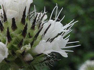 Dipsacus_pilosus_WerneBahnkartierung100810_ja01.jpg