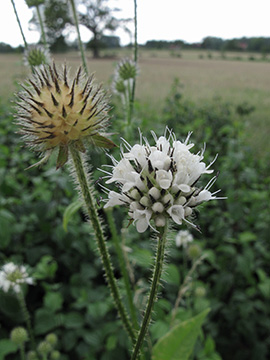 Dipsacus_pilosus_WerneBahnkartierung100810_ja02.jpg