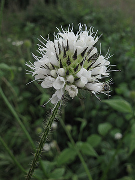 Dipsacus_pilosus_WerneBahnkartierung100810_ja03.jpg