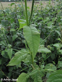 Dipsacus_pilosus_WerneBahnkartierung100810_ja04.jpg