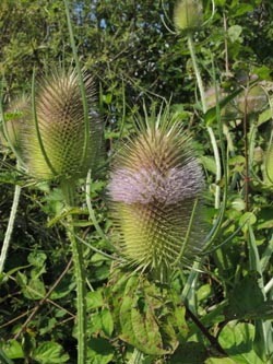 Dipsacus_sylvestris_WITAnnen_StockumerStr_170714_ja03.jpg