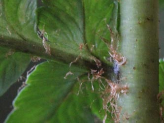 Dryopteris_borreri_HagenFarne_130713_CB08.jpg