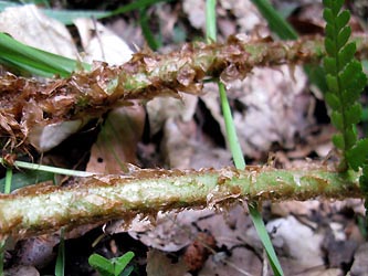 Dryopteris_borreri_HagenFarne_130713_ja21.jpg