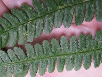 Dryopteris_borreri_HagenFarne_130713_ja22.jpg
