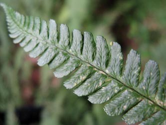 Dryopteris_borreri_HagenFarne_130713_ja23.jpg