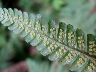 Dryopteris_borreri_HagenFarne_130713_ja24.jpg