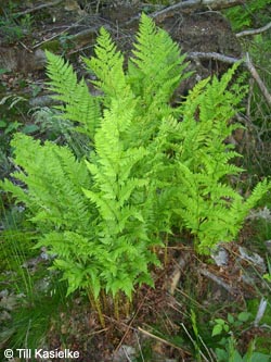 Dryopteris_carthusiana_AKWUPNord110610_TK01.jpg