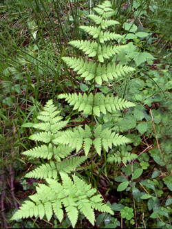 Dryopteris_carthusiana_Balve_2007_ML01.jpg