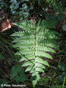 Dryopteris_carthusiana_HERResserWaeldchen2009_PG01.jpg