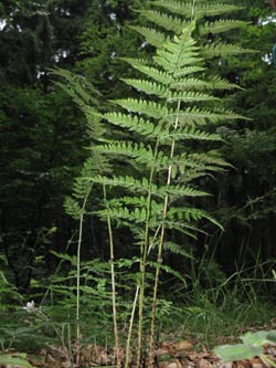 Dryopteris_carthusiana_HagenFarne_130713_ja08.jpg