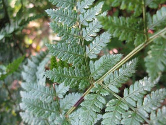 Dryopteris_deweveri_HagenFarne_130713_ja35.jpg